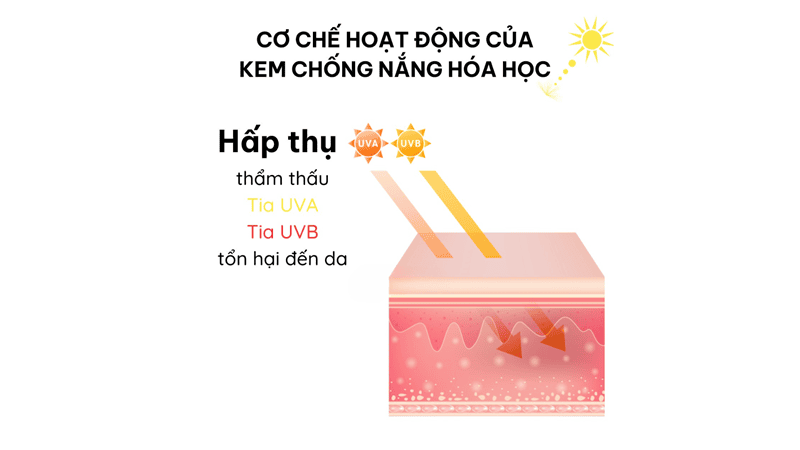 Các phân tử hóa học trong kem chống nắng sẽ thấm sâu vào lớp thượng bì của da. 