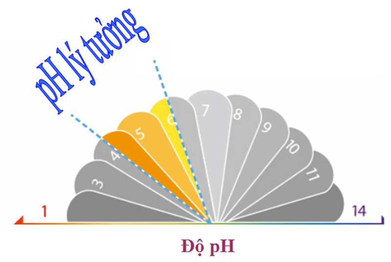 Test độ pH (đối với sản phẩm chăm sóc da)