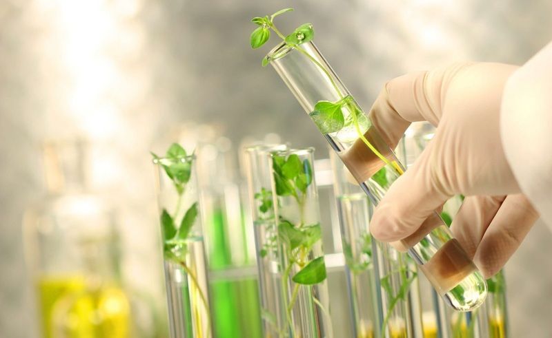 Tế bào gốc thực vật (Plant Stem Cells)