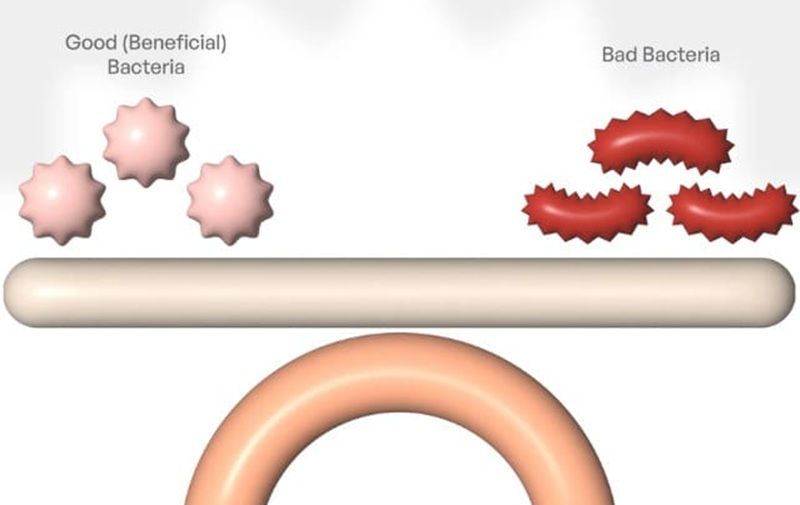 Hệ vi sinh vật cân bằng