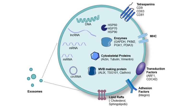 Định nghĩa Exosome