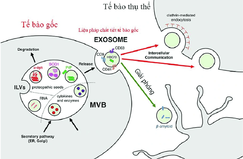 Chức năng truyền tín hiệu