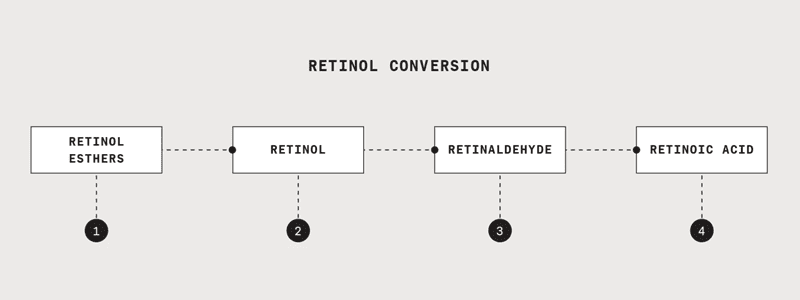 Chuỗi chuyển hóa của Retinoids (Retinyl Esters → Retinol → Retinaldehyde → Retinoic Acid/Tretinoin)