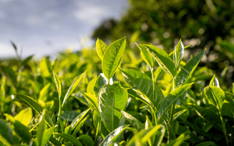 Uống trà xanh đều đặn còn giúp làm chậm quá trình lão hóa, mang lại làn da tươi trẻ, căng mịn hơn