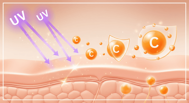 Vitamin C có khả năng trung hòa các gốc tự do do ánh nắng mặt trời gây ra