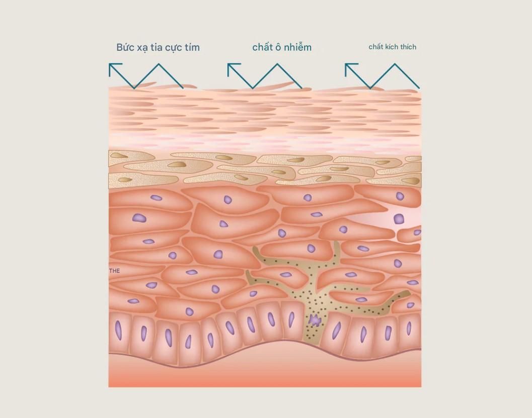 Hàng rào bảo vệ da thực hiện được hai chức năng quan trọng