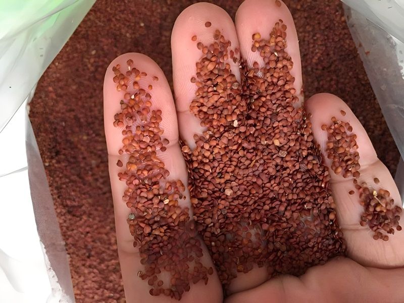 Hạt ngũ hoa có hạn khoảng 6 tháng đến 1 năm, sau thời gian này thường chúng sẽ không còn giữ được chất lượng như ban đầu