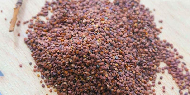 Việc bảo quản hạt ngũ hoa trong tủ lạnh là không cần thiết, và đôi khi còn có thể gây phản tác dụng