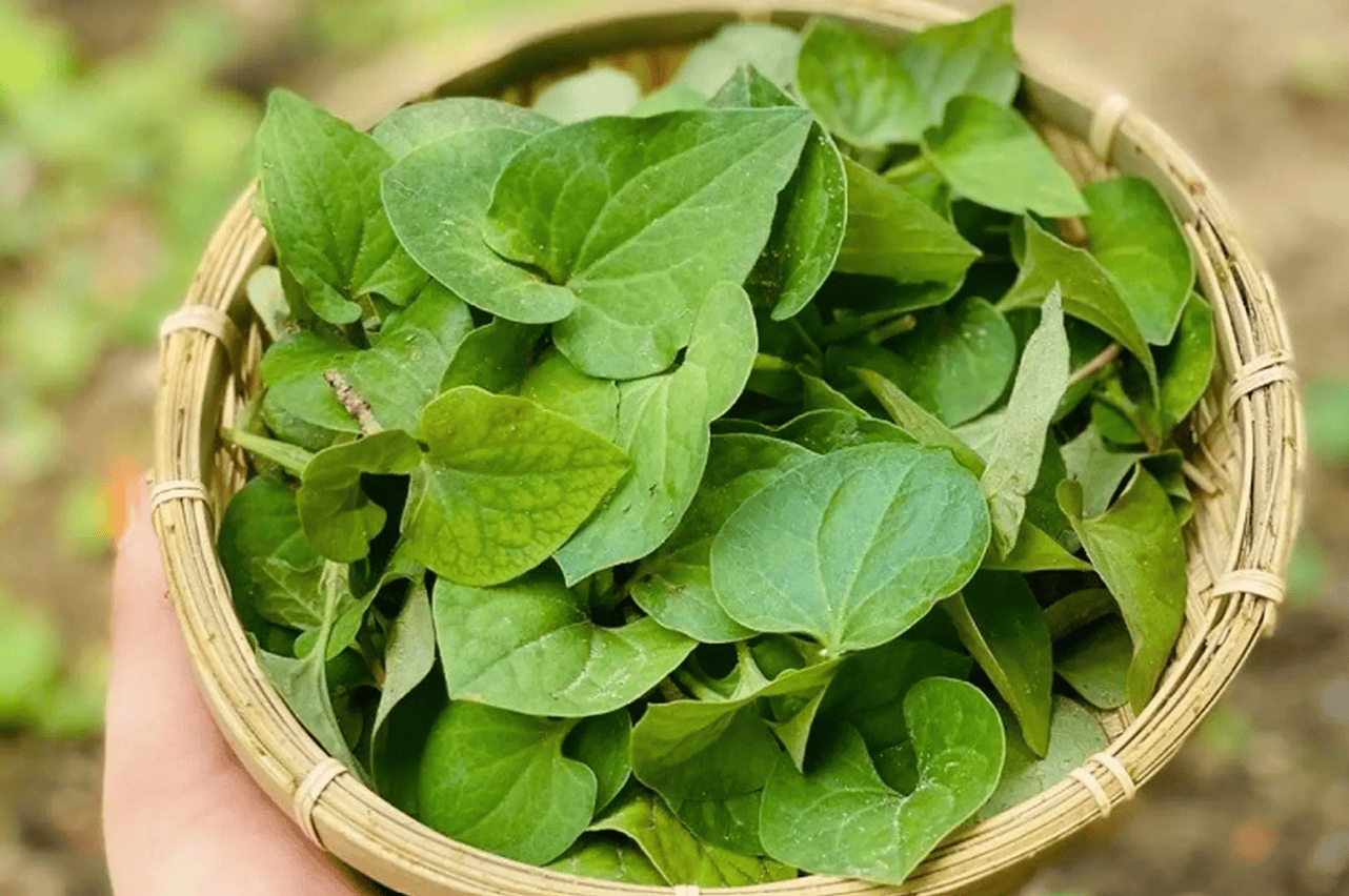 làm đẹp bằng rau diếp cá hình 1.png