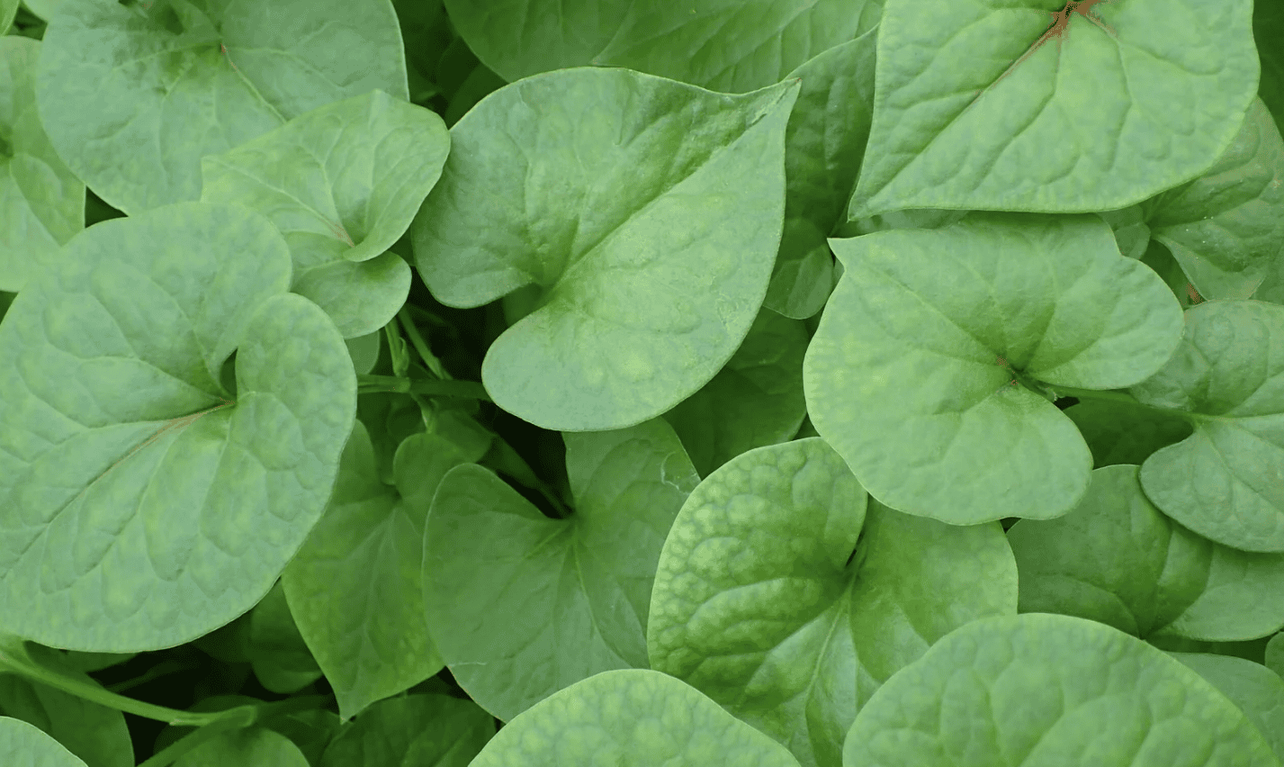 làm đẹp bằng rau diếp cá hình 7.png