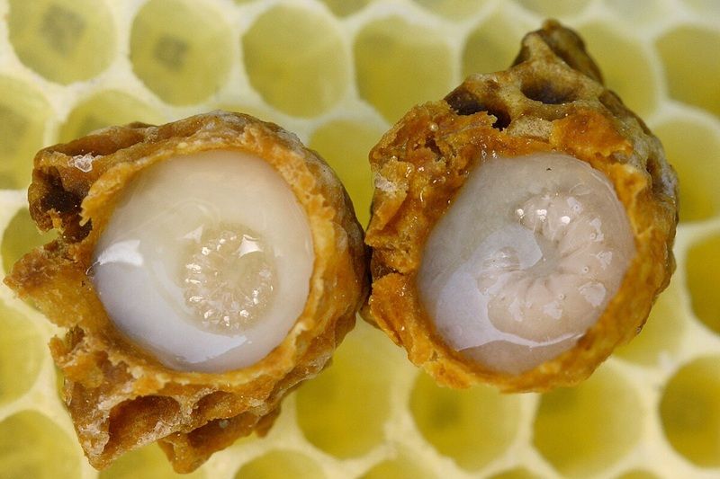 Sữa ong chúa tươi rất dễ bị oxy hóa và mất đi dưỡng chất nếu không được bảo quản đúng cách