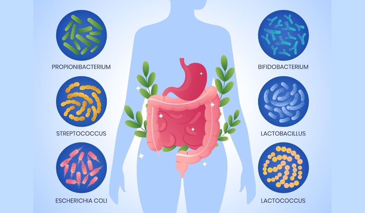 prebiotic là gì hình 2.jpg