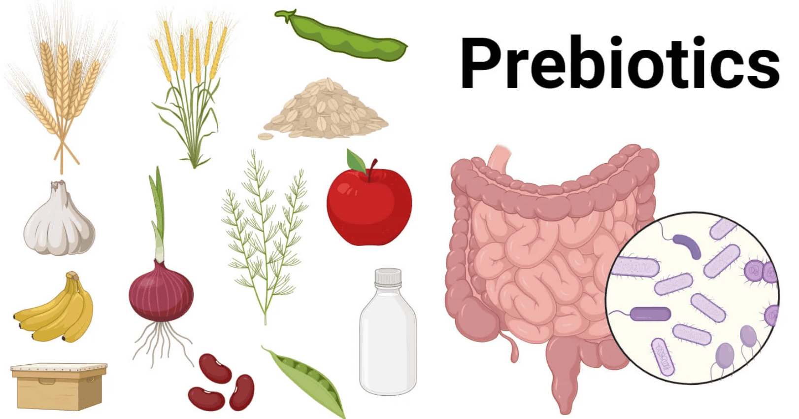 prebiotic là gì hình 3.png