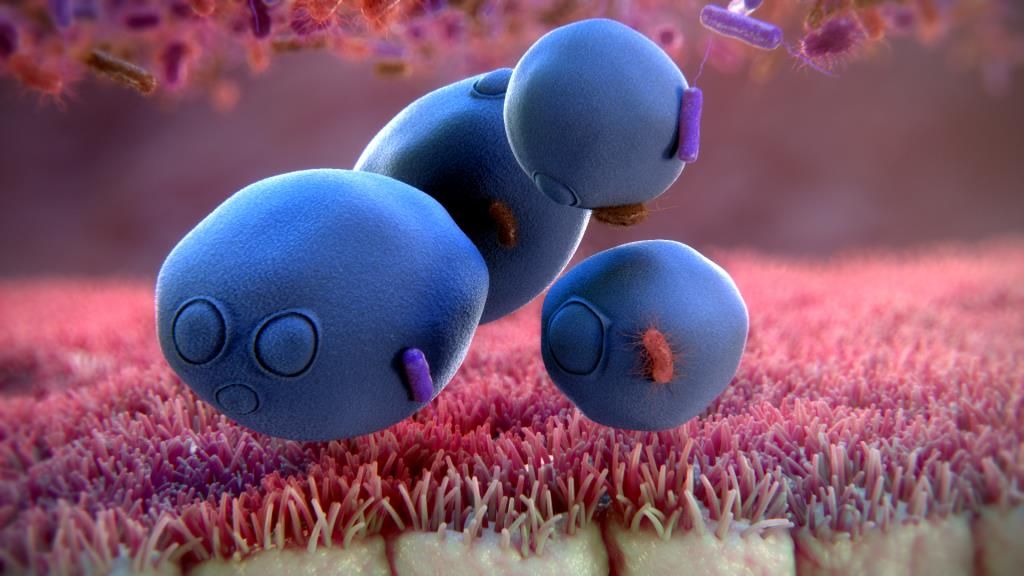 probiotic là gì hình 4.jpg